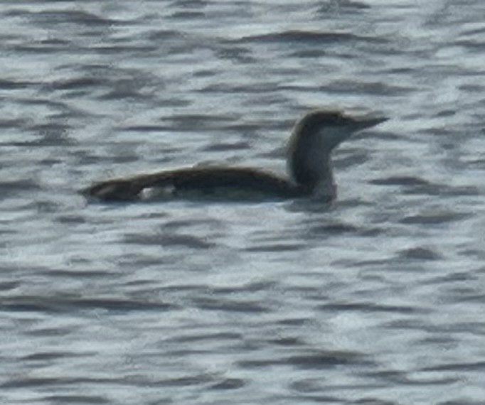 Red-throated Loon - ML613578212