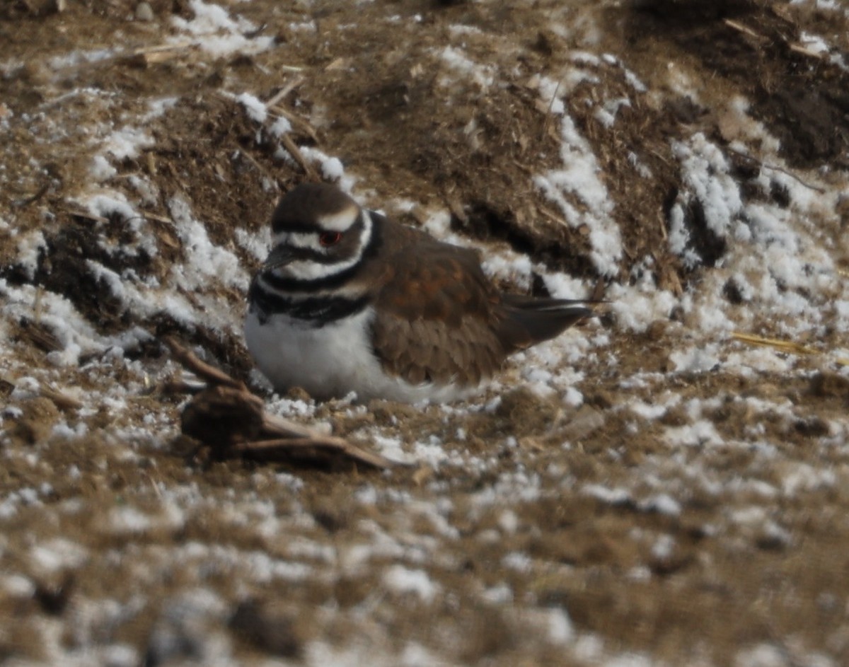 Killdeer - E J