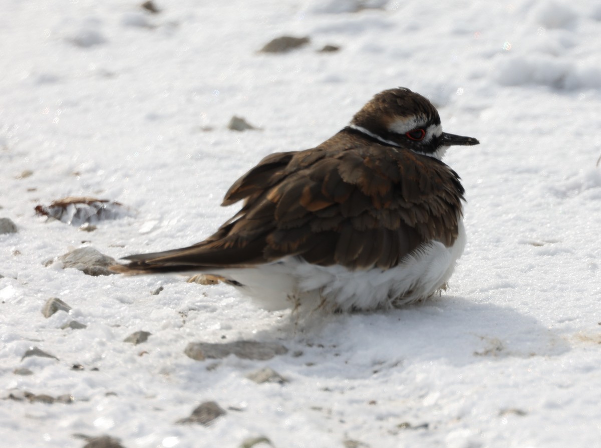 Killdeer - E J