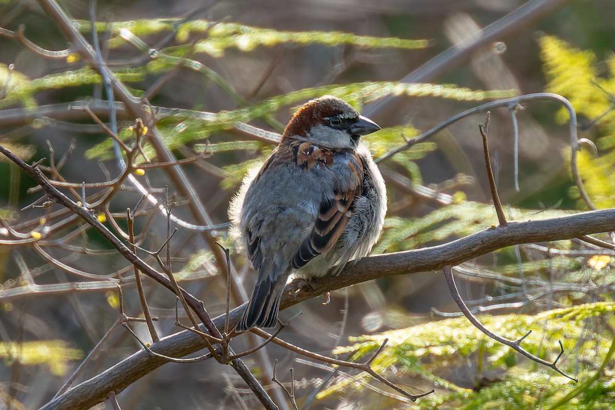 House Sparrow - Ruslan Balagansky