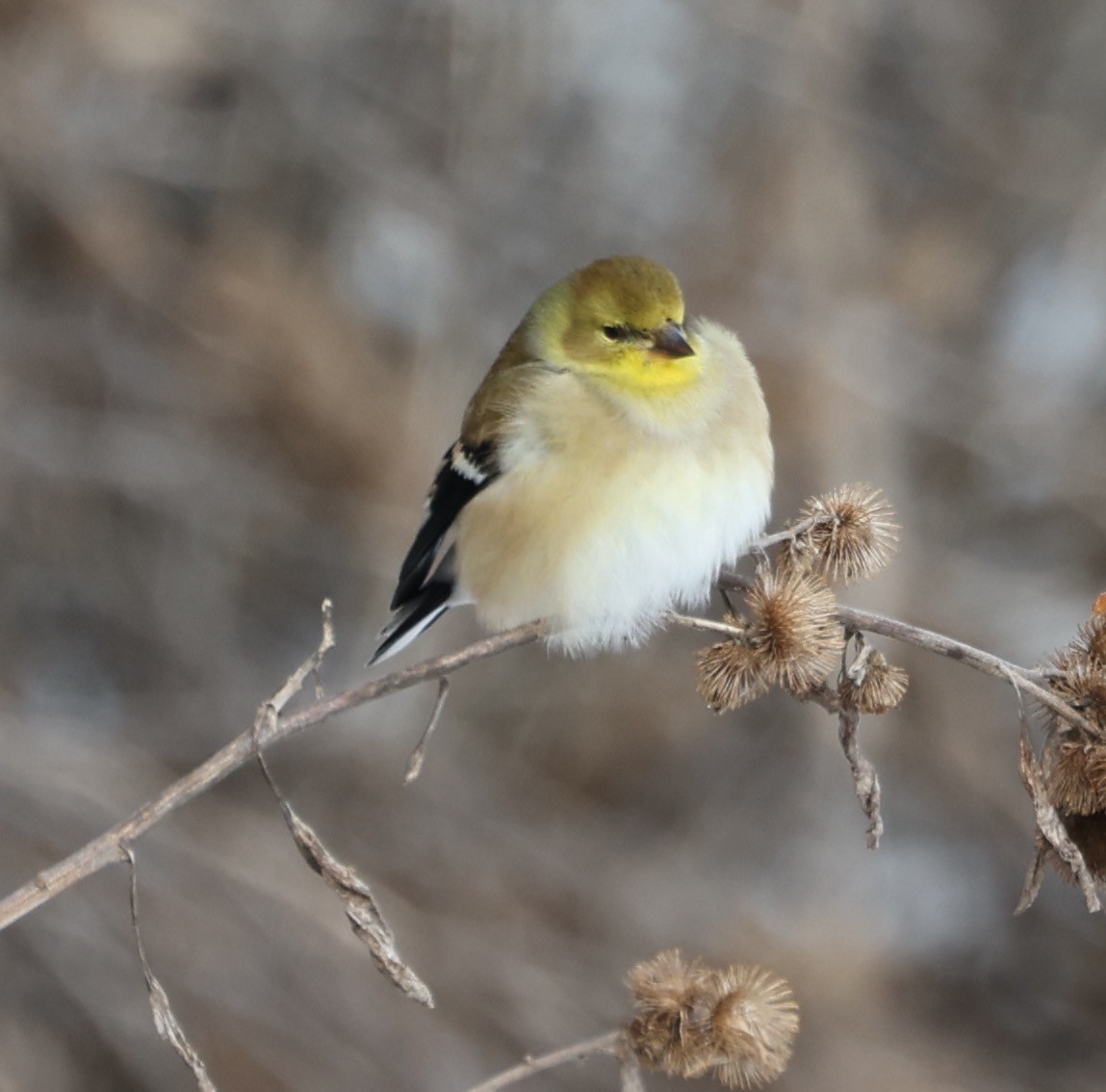 American Goldfinch - E J