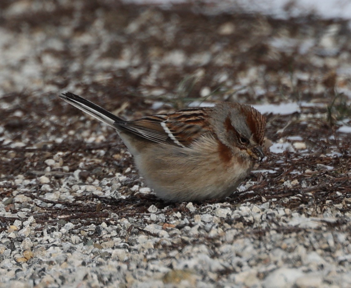 American Tree Sparrow - ML613578307