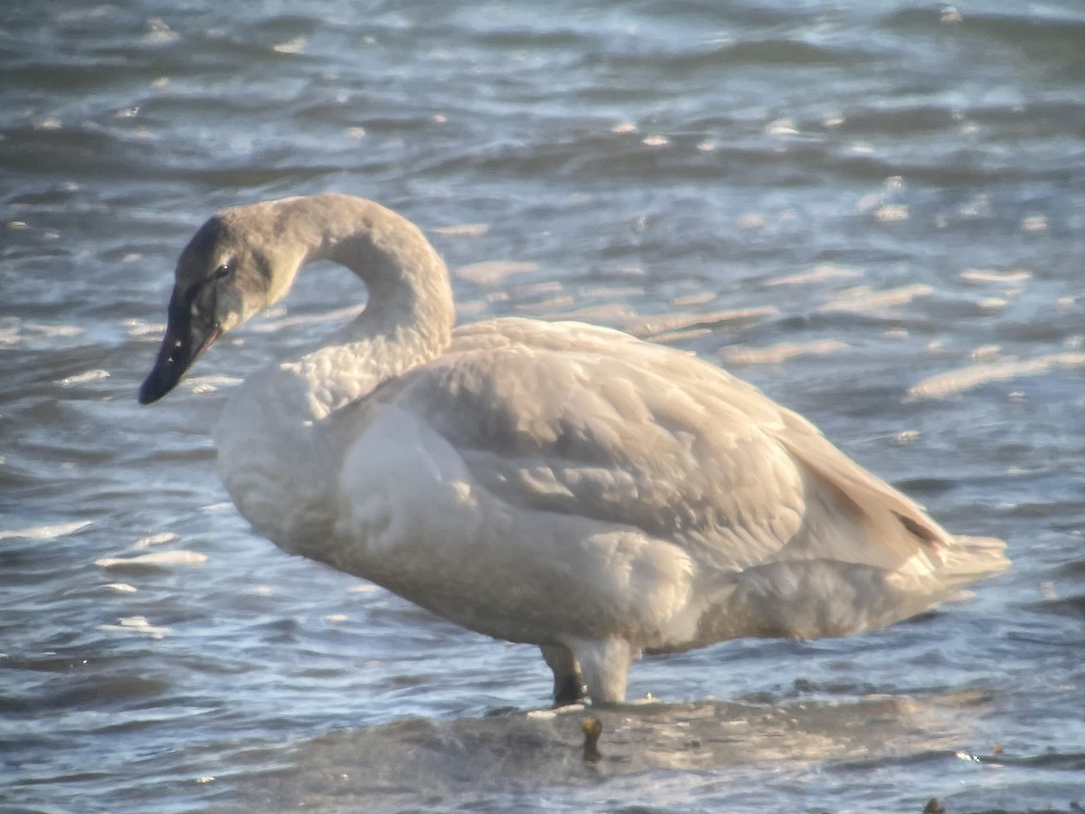 Cygne siffleur - ML613578308