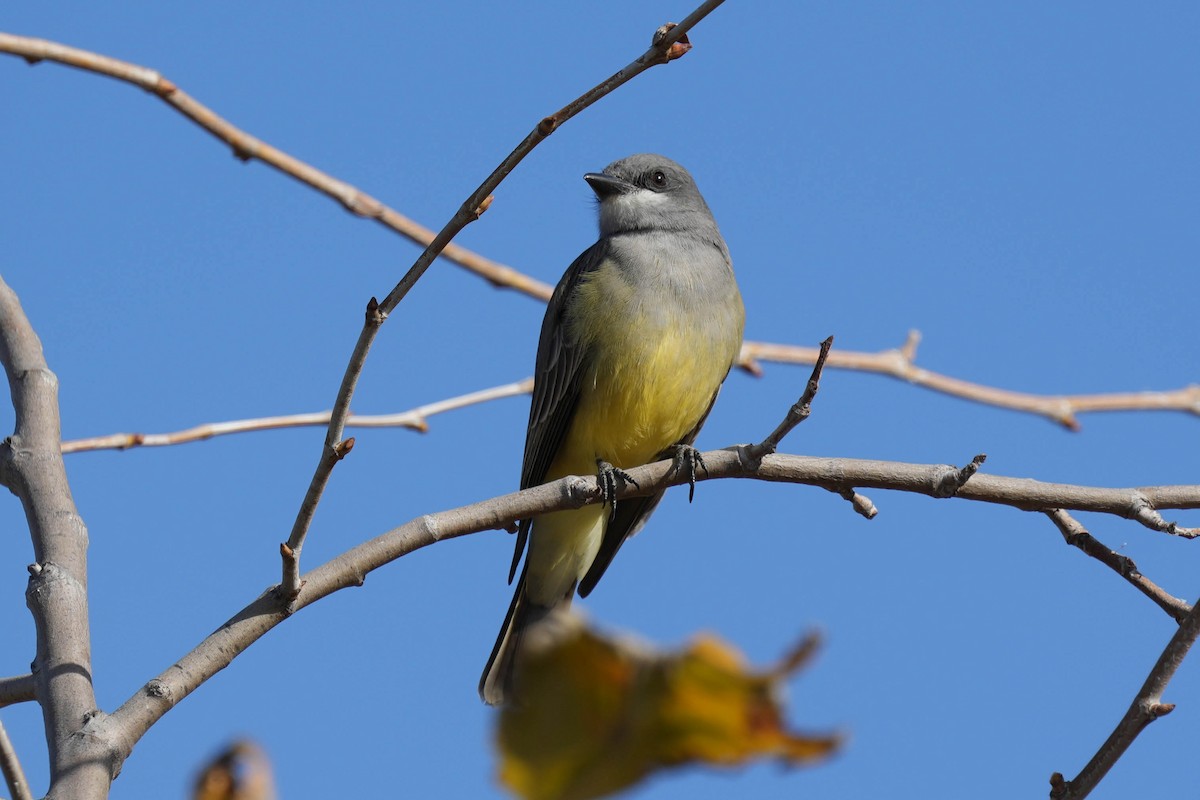 Cassin's Kingbird - ML613578318