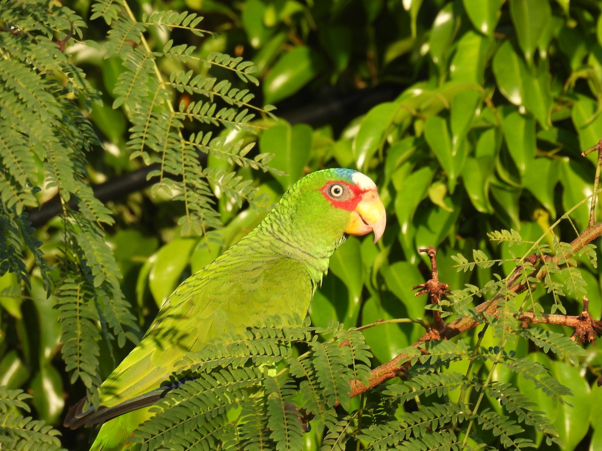 White-fronted Parrot - Seth Halman