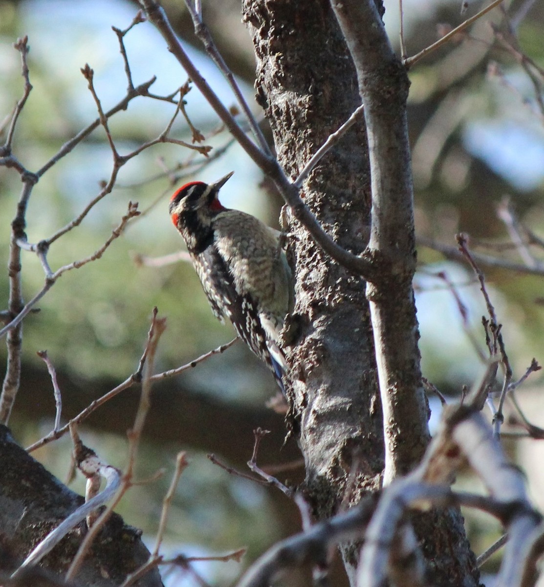 Red-naped Sapsucker - Liz & Kev