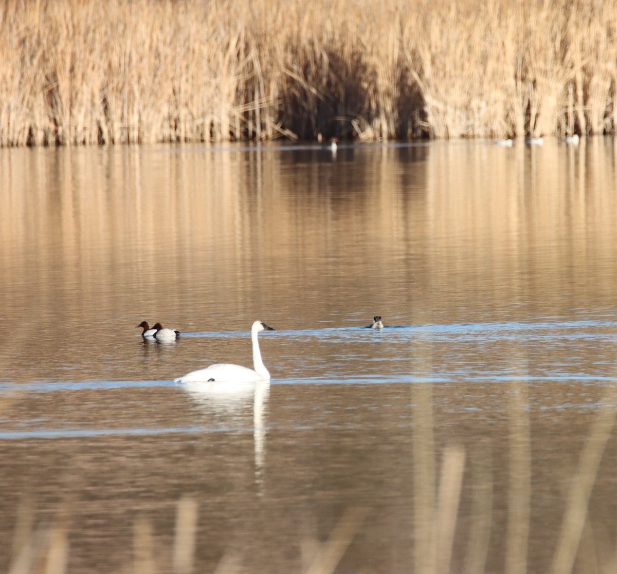 Trumpeter Swan - Kevin Burke