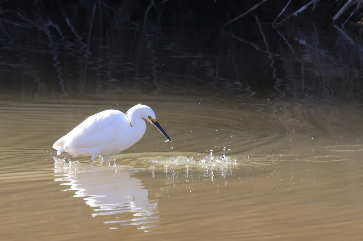 Snowy Egret - ML613578504