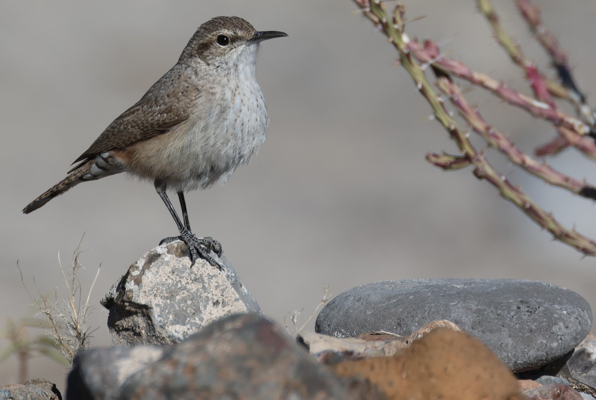 Rock Wren - ML613578516
