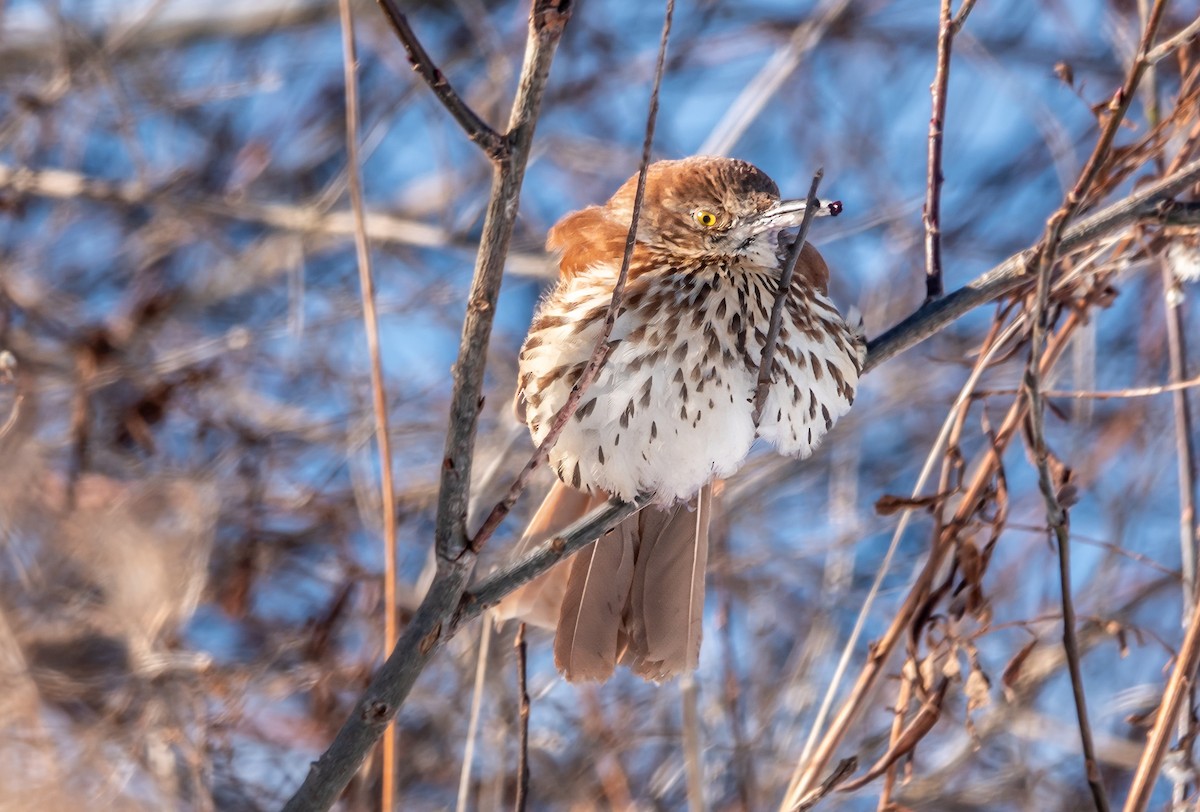 Brown Thrasher - Gale VerHague