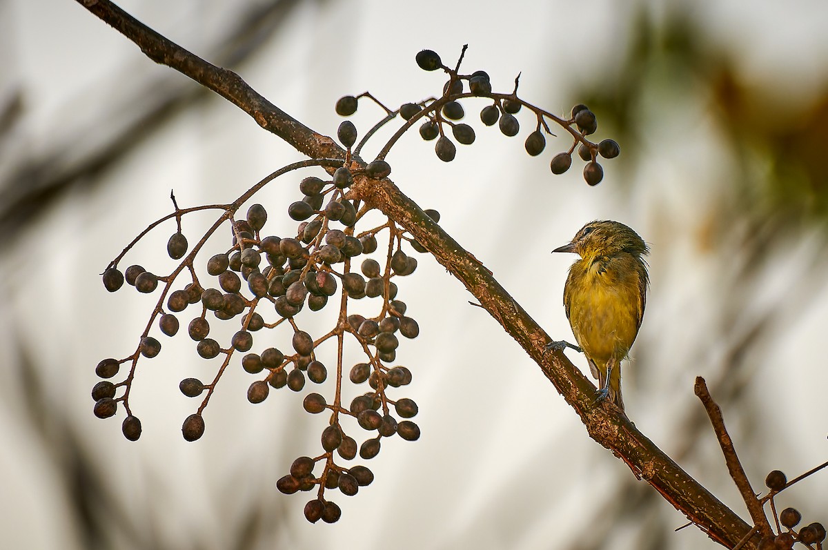 Philadelphia Vireo - Tomáš Grim