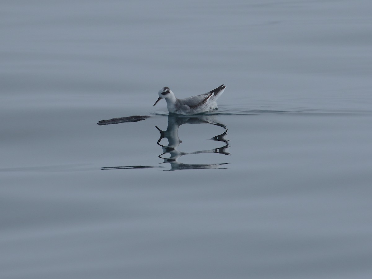 Red Phalarope - ML613578697