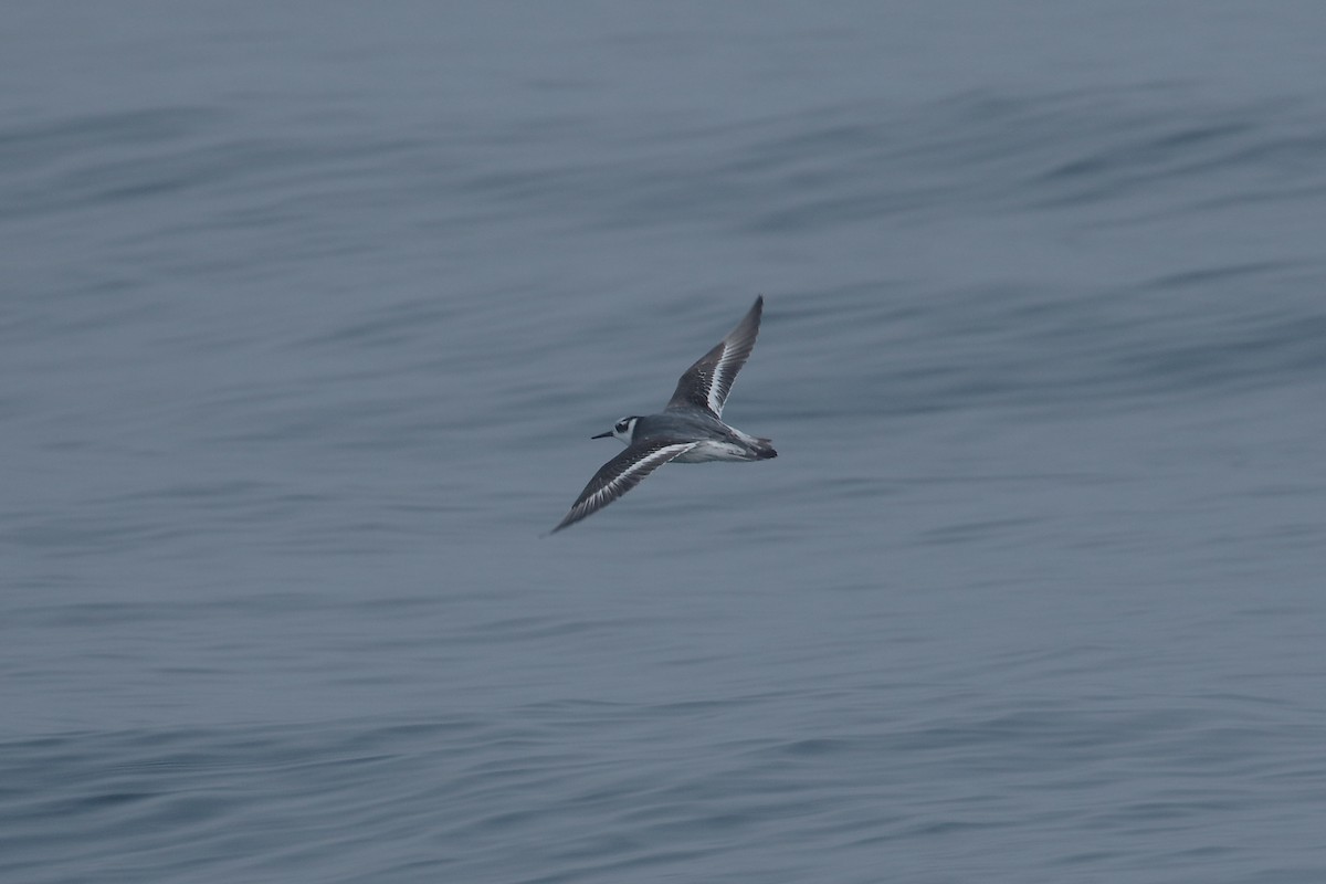Red Phalarope - ML613578698