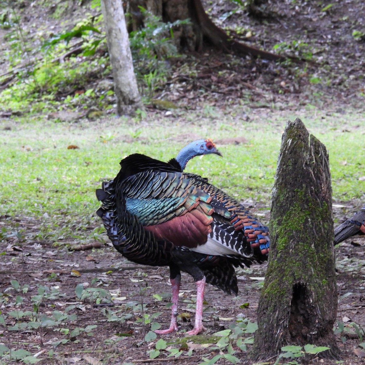 Ocellated Turkey - Seth Halman