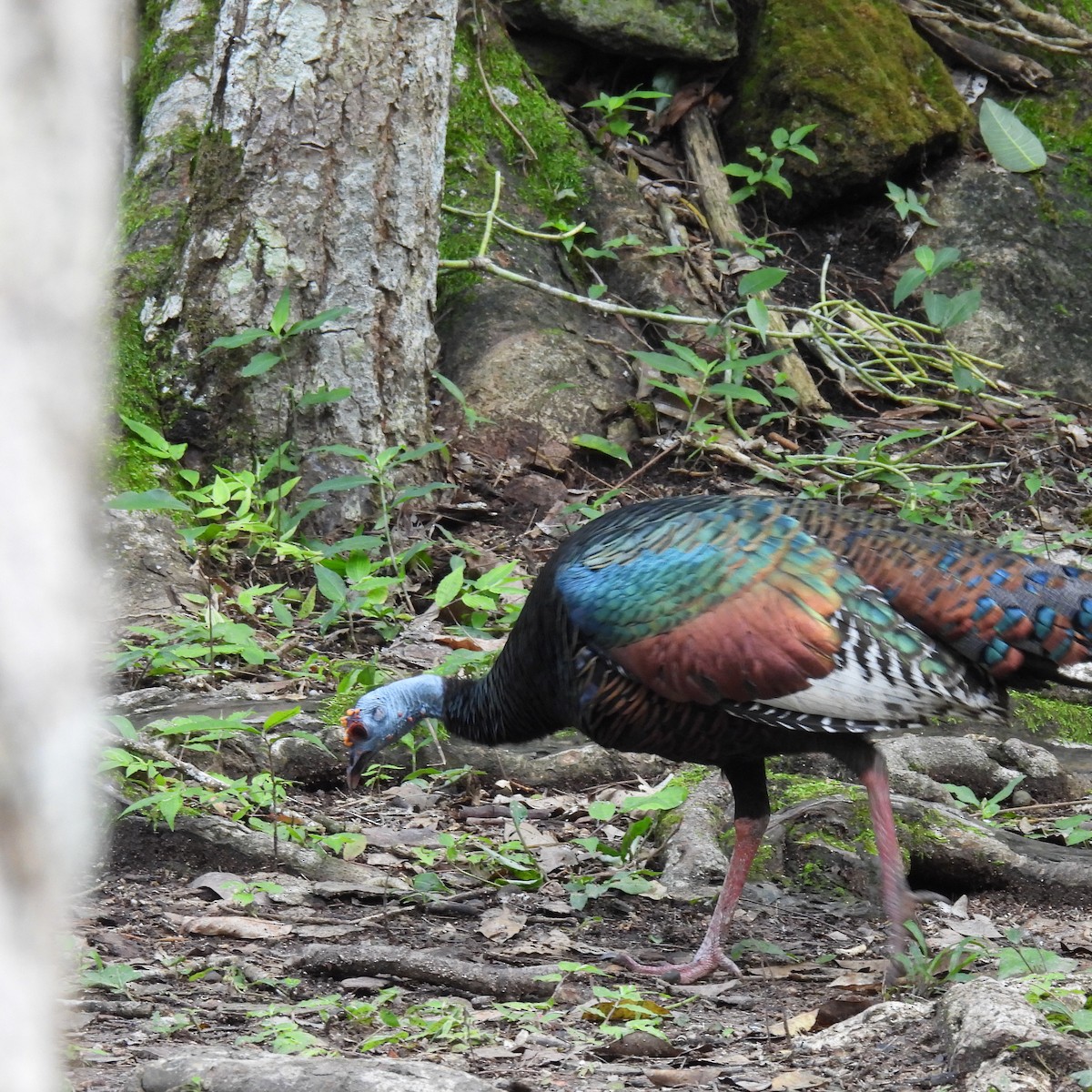 Ocellated Turkey - Seth Halman