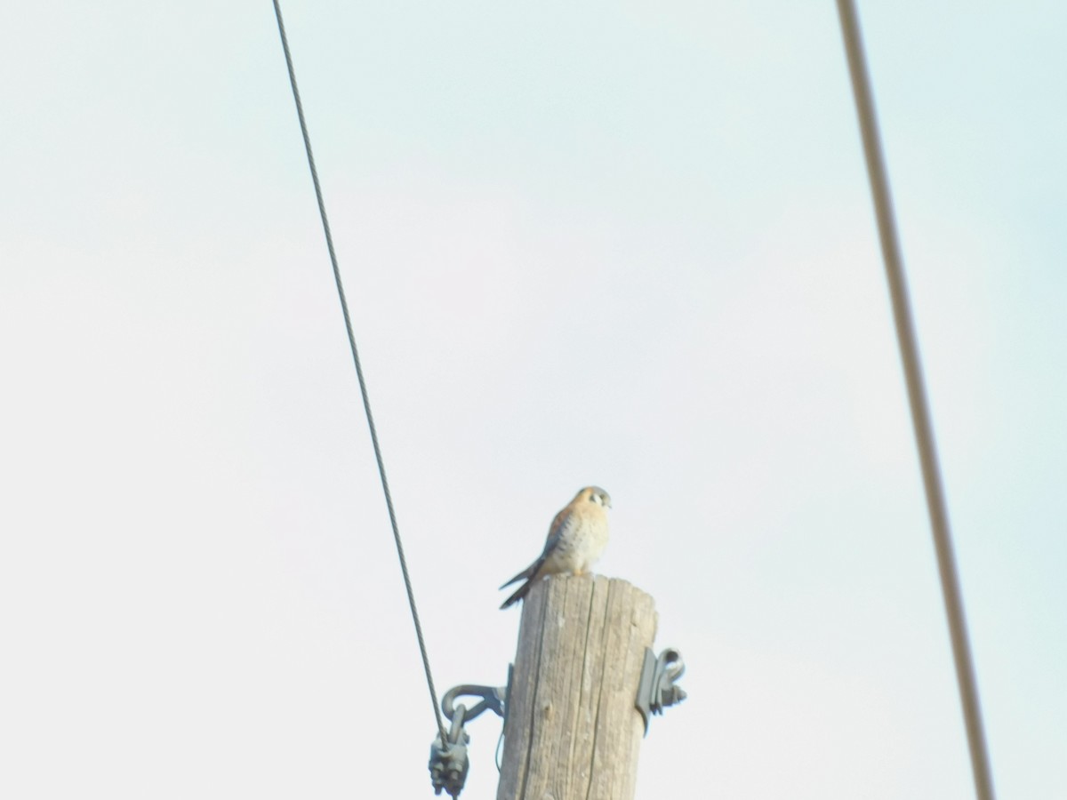 American Kestrel - ML613578826