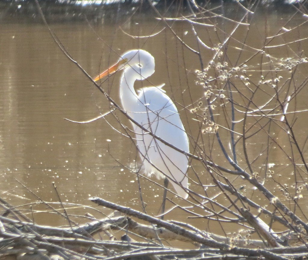 Большая белая цапля (egretta) - ML613578878