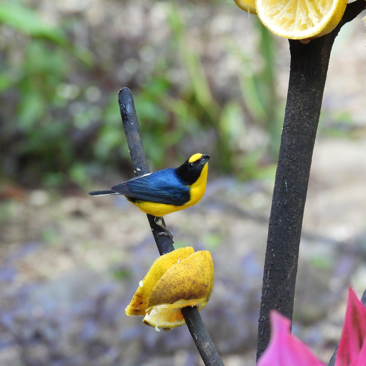 Yellow-throated Euphonia - Seth Halman