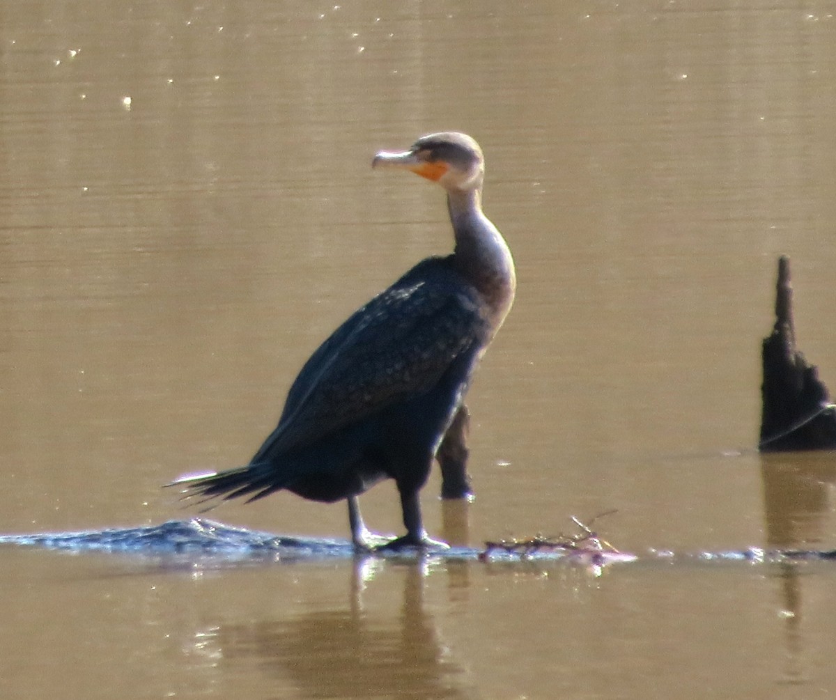 Double-crested Cormorant - ML613578910