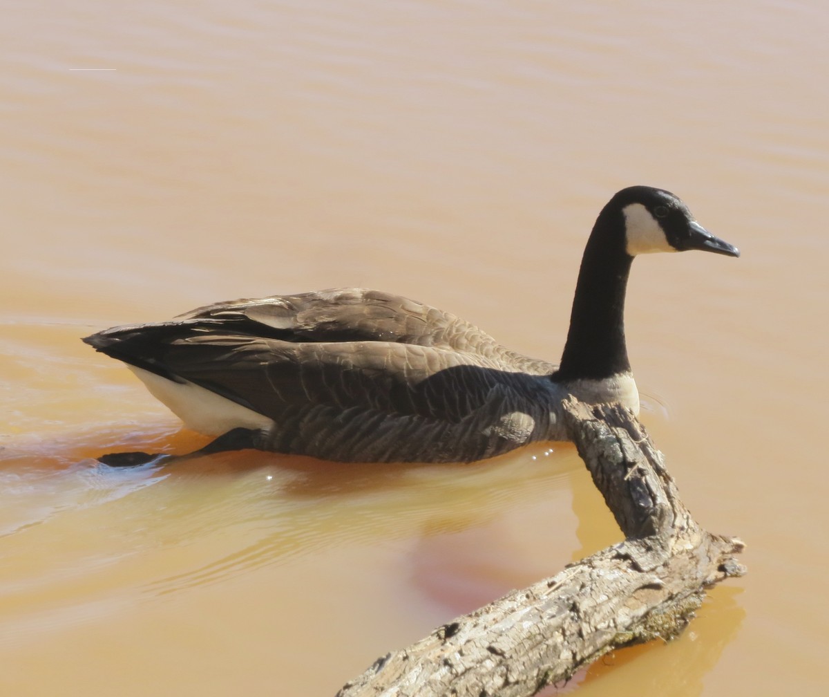 Canada Goose - ML613578918