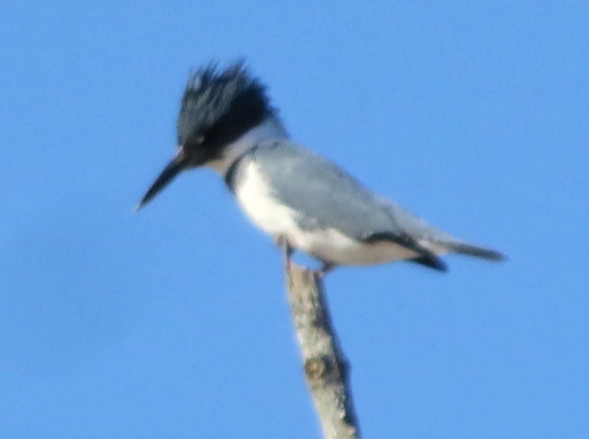 Belted Kingfisher - ML613578928
