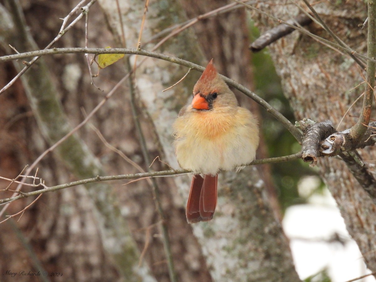 Northern Cardinal - Mary Richards