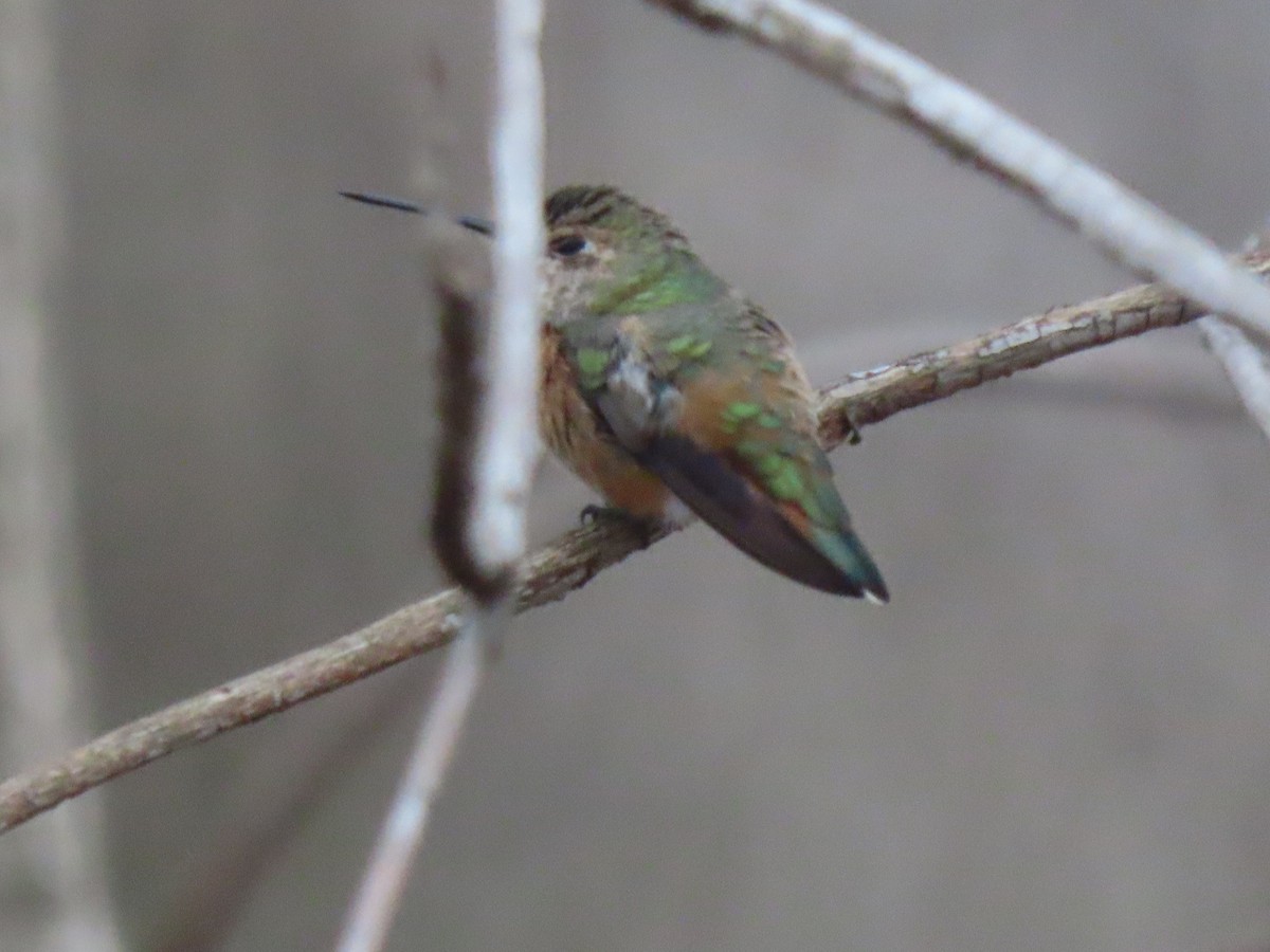 Rufous Hummingbird - ML613579060