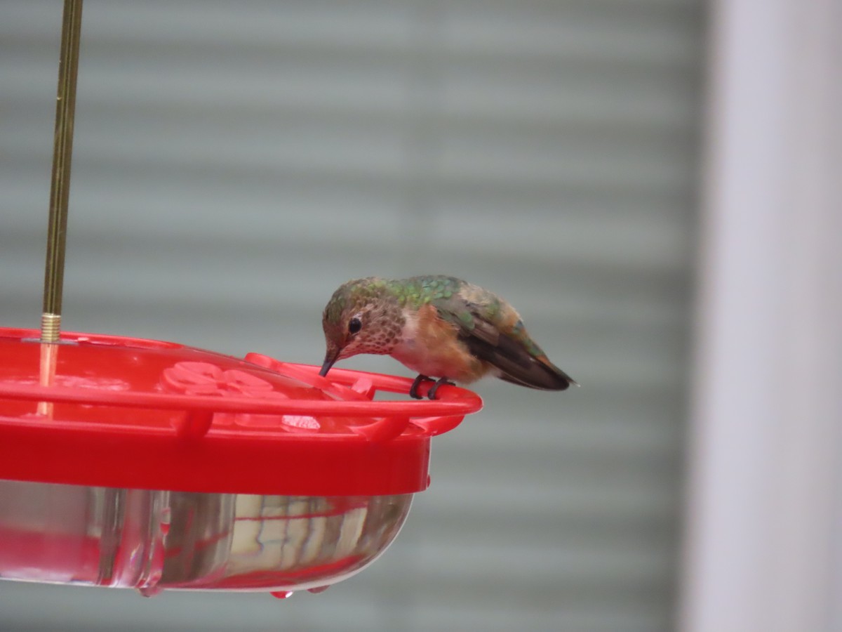 Rufous Hummingbird - ML613579070