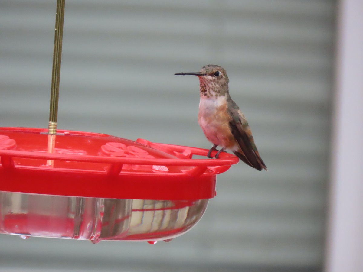 Rufous Hummingbird - ML613579072