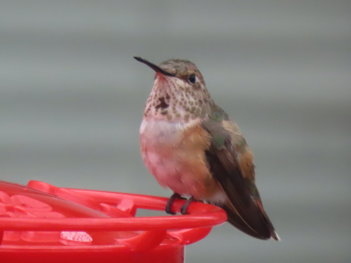 Rufous Hummingbird - ML613579078