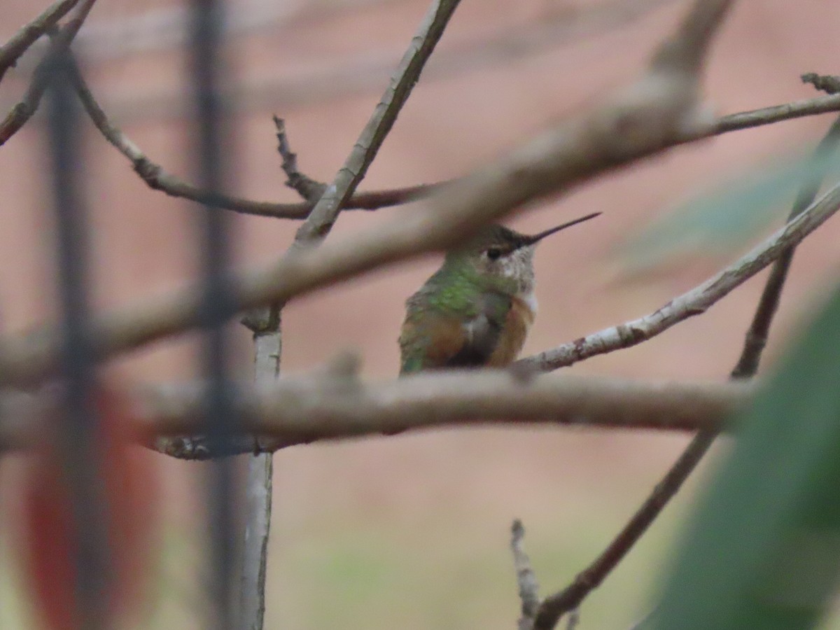 Rufous Hummingbird - ML613579114
