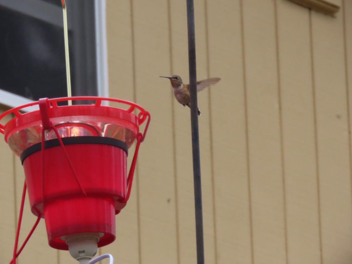 Rufous Hummingbird - Aarzu Maknojia