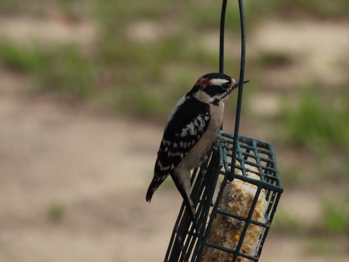 Downy Woodpecker - ML613579167
