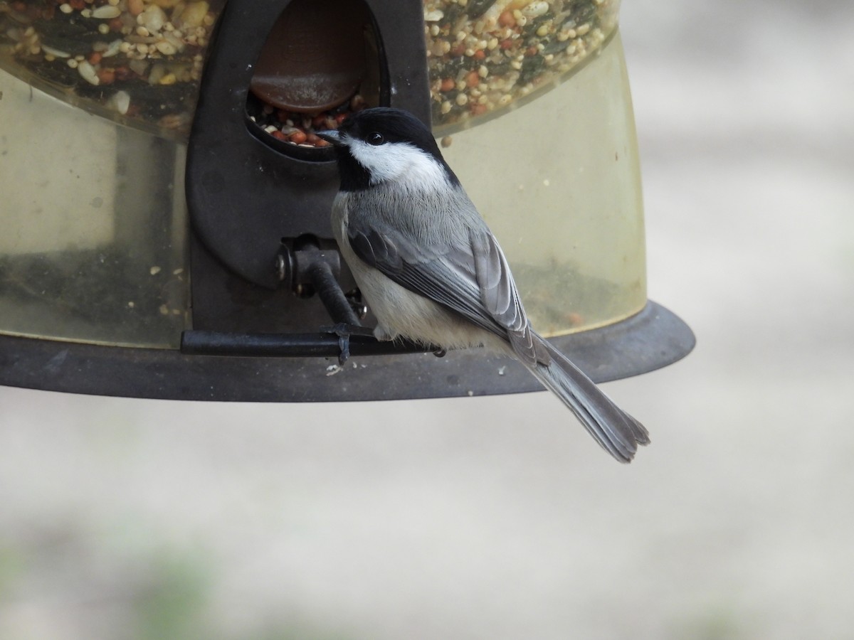 Carolina Chickadee - ML613579187