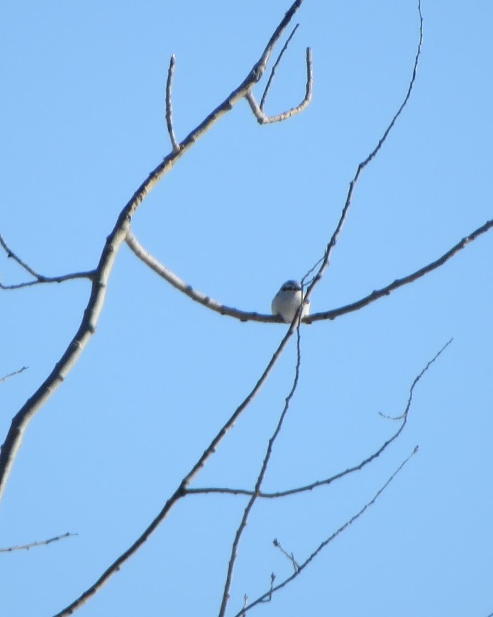 Northern Shrike - ML613579225