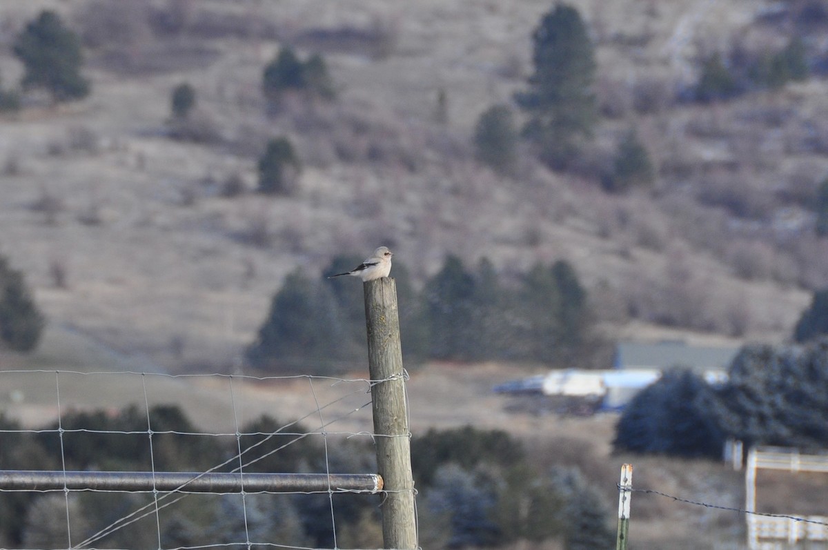 Northern Shrike - Micah Grove