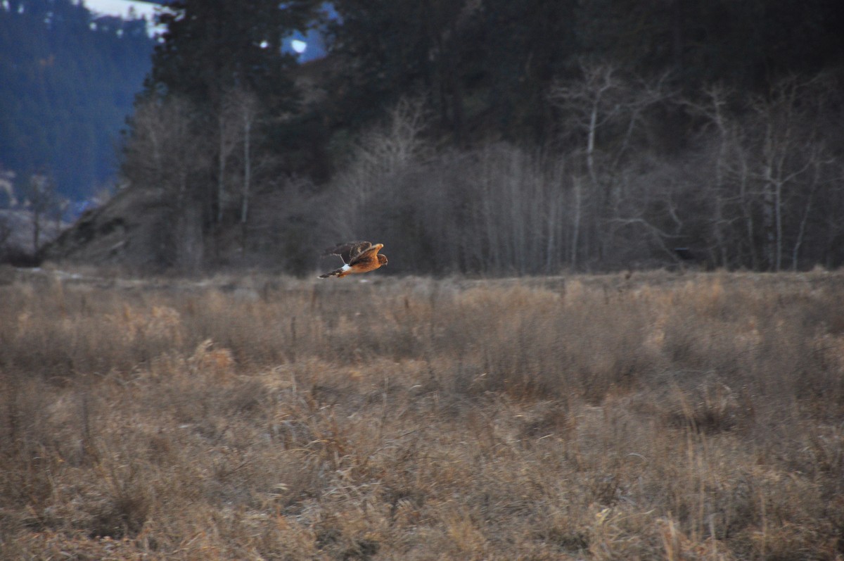 Northern Harrier - ML613579252