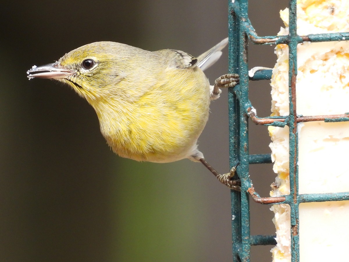 Pine Warbler - ML613579270