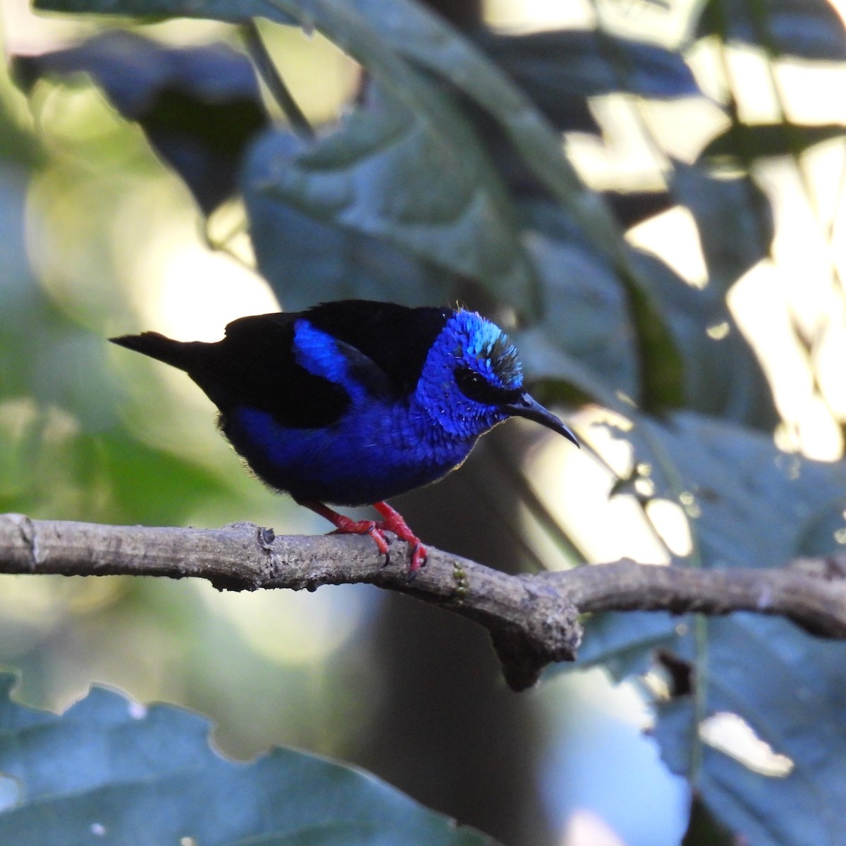 Red-legged Honeycreeper - ML613579295