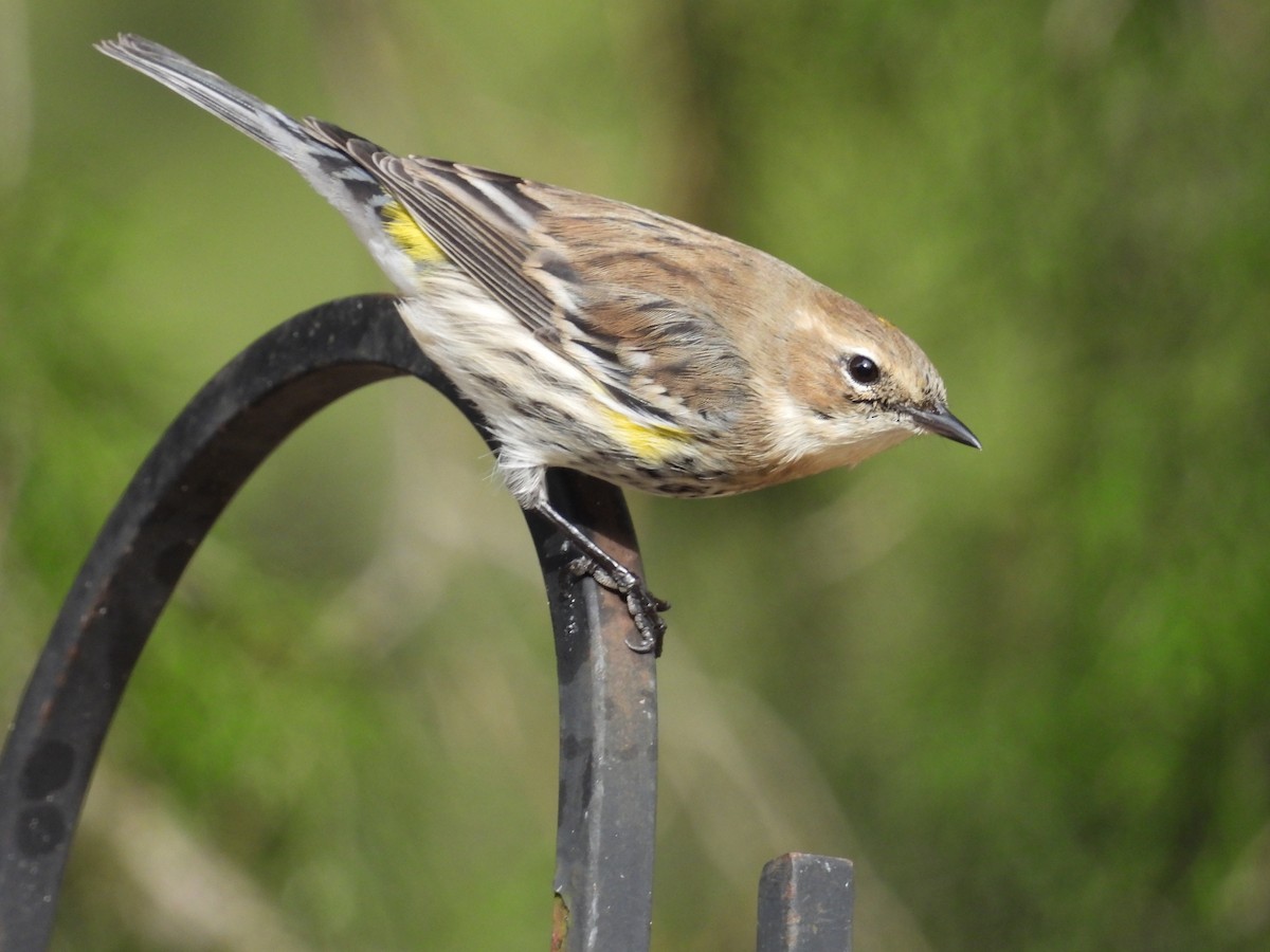 Yellow-rumped Warbler - ML613579333