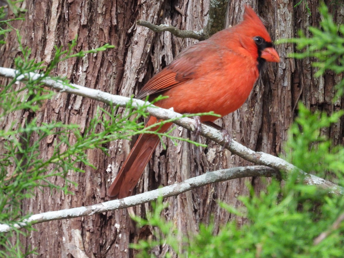 Cardinal rouge - ML613579359