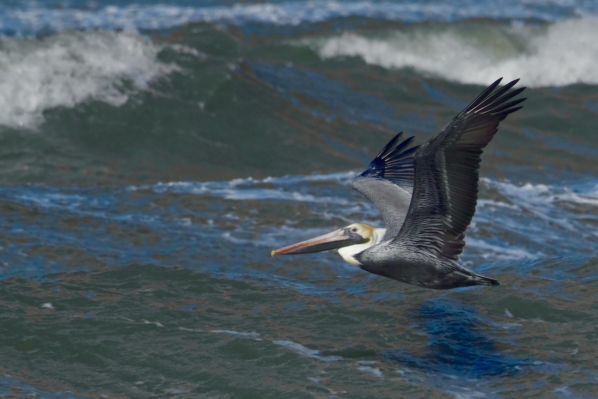 Brown Pelican - ML613579403