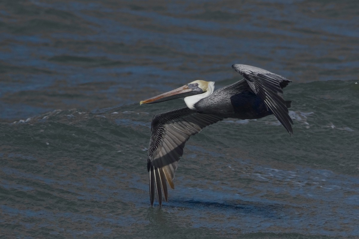 Brown Pelican - ML613579404