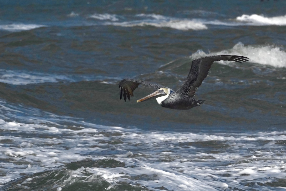 Brown Pelican - ML613579405