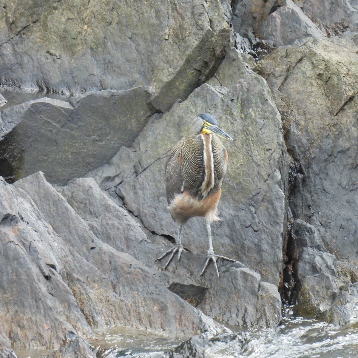 Bare-throated Tiger-Heron - Seth Halman