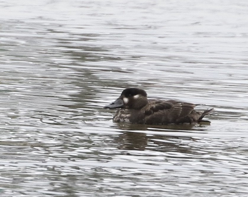 Surf Scoter - ML613579551