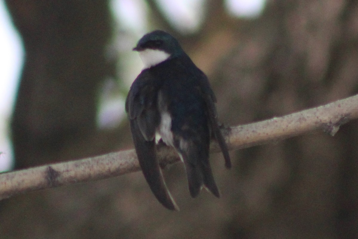 Tree Swallow - Sean Cozart