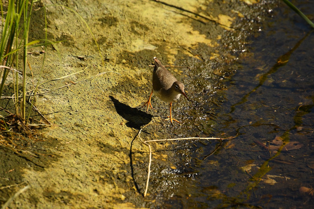 Spotted Sandpiper - ML613579633