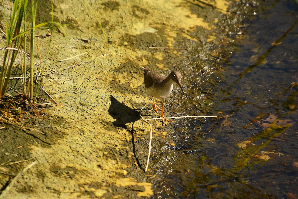 Spotted Sandpiper - ML613579635