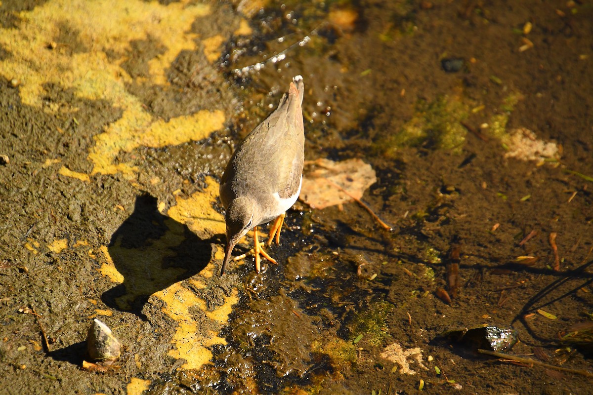 Spotted Sandpiper - ML613579640